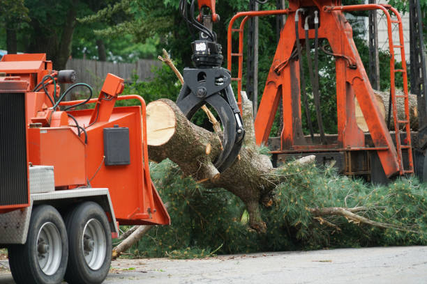 Best Fruit Tree Pruning  in Pearl, MS